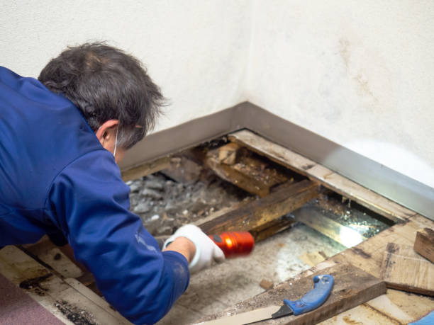 Best Mold Damage Repair  in Star City, WV