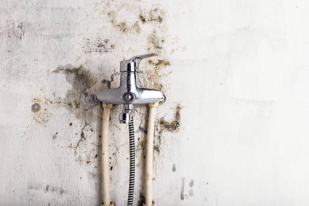 Best Mold Cleaning Services  in Star City, WV