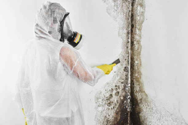 Best Mold Remediation Experts  in Star City, WV