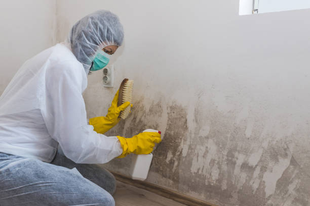 Best Crawl Space Mold Removal  in Star City, WV