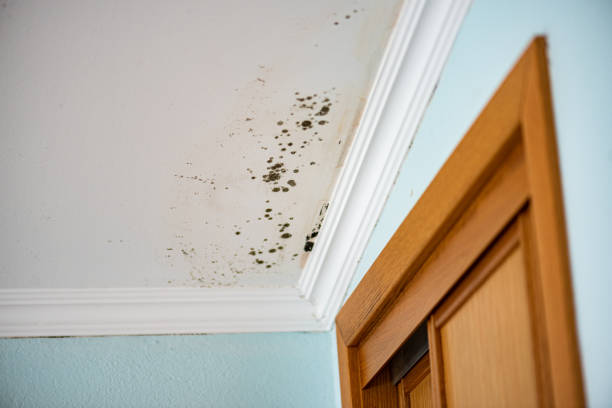 Best Residential Mold Removal  in Star City, WV
