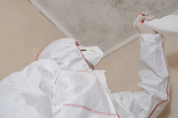 Best Local Mold Removal Service  in Star City, WV