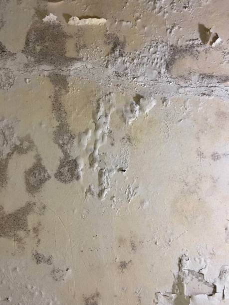 Best Same-Day Mold Removal  in Star City, WV