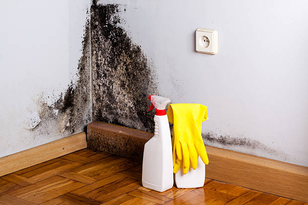 Best Affordable Mold Removal  in Star City, WV
